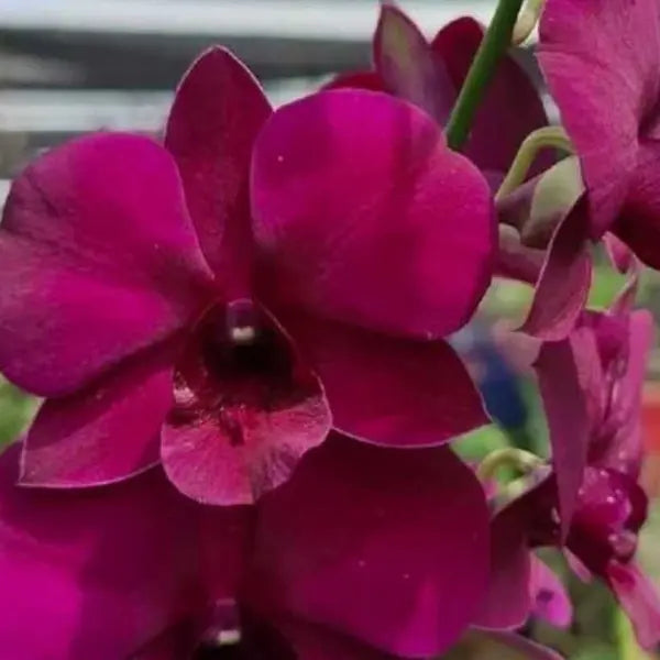 Dendrobium (DS-008)