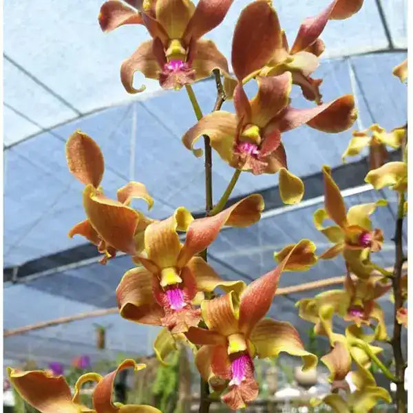 Dendrobium (DS-011)