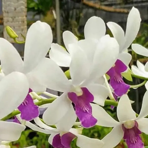Dendrobium (DS-012)