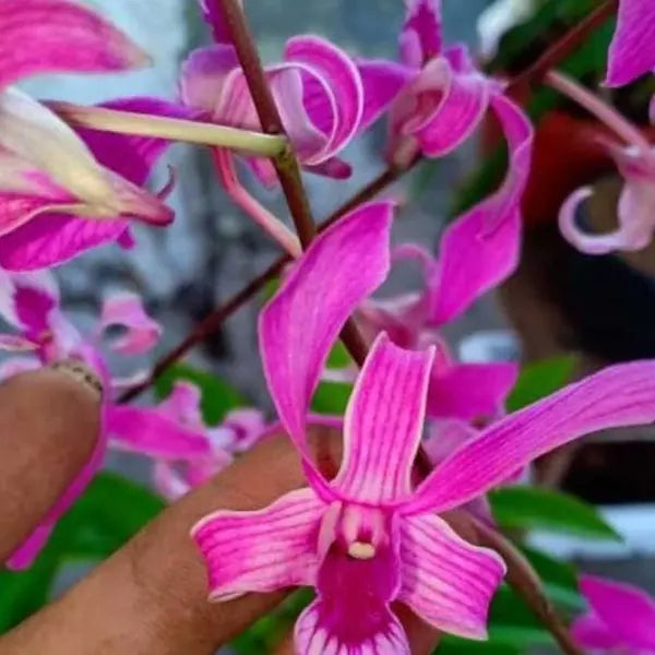 Dendrobium (DS-020)