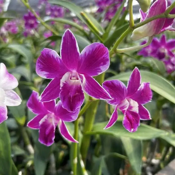 Dendrobium (DS-030)