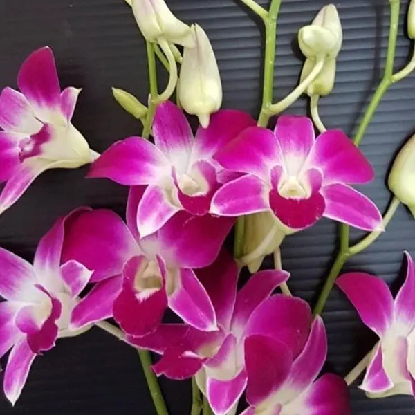 Dendrobium (DS-039)
