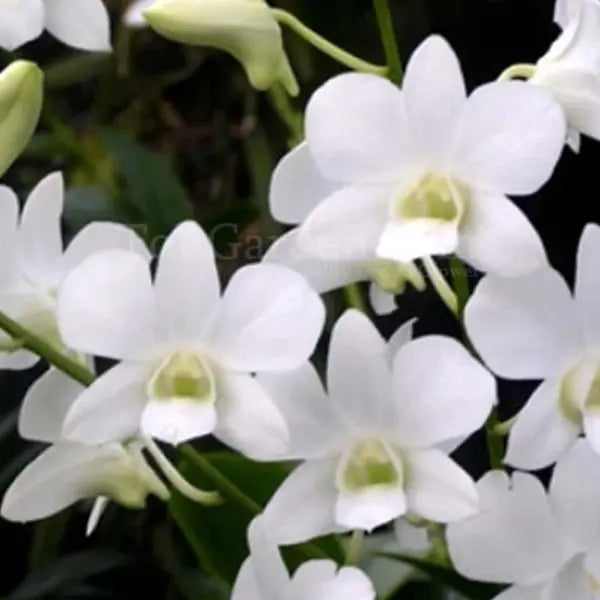 Dendrobium (DS-065)