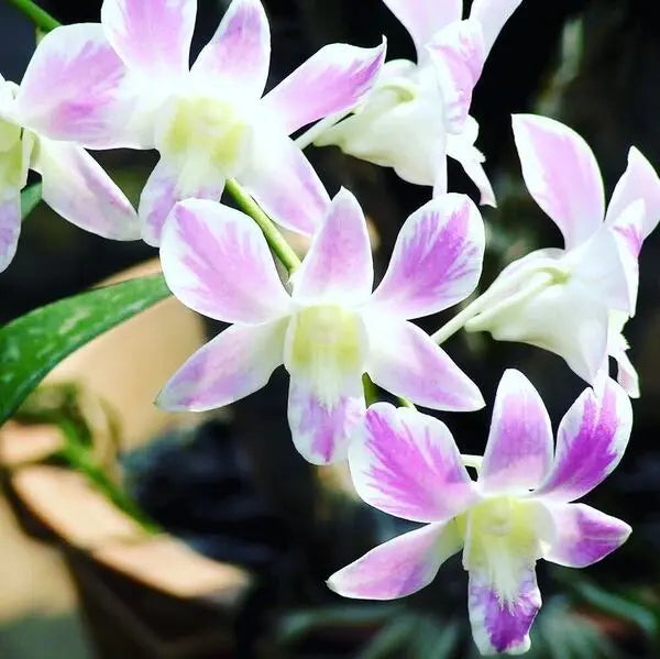 Dendrobium (DS-066)