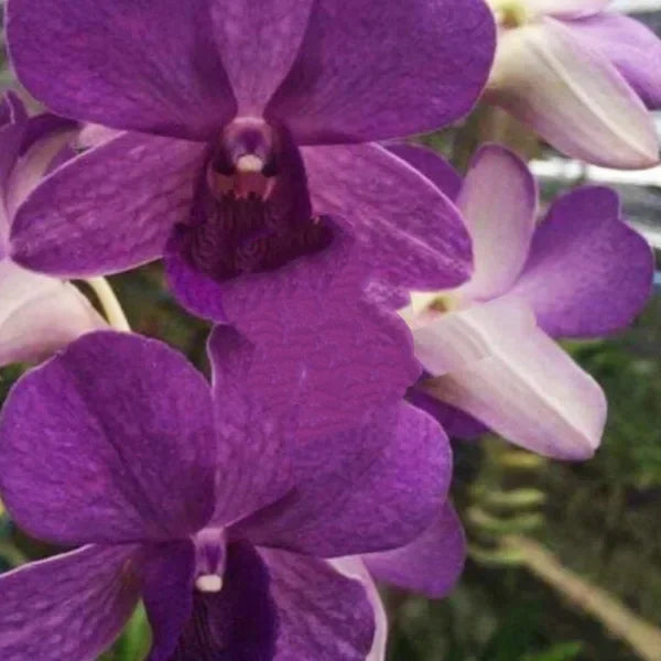 Dendrobium (DS-068)