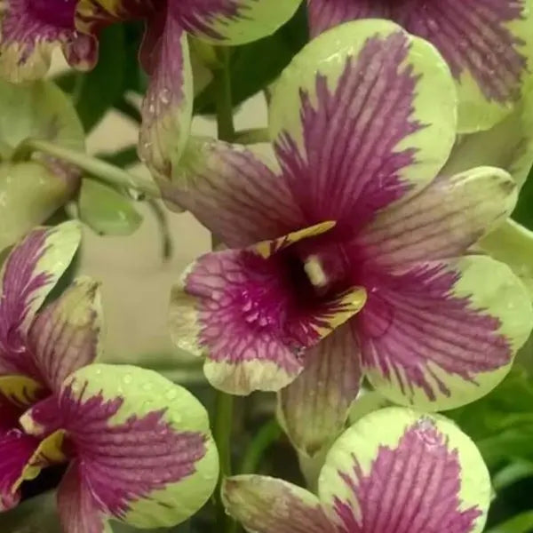 Dendrobium (DS-074)