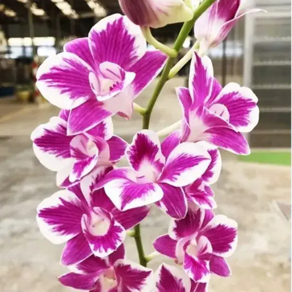 Dendrobium (DS-076)