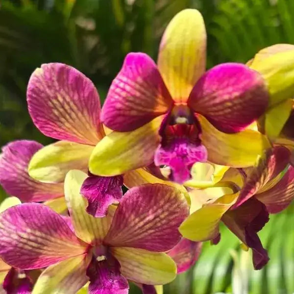 Dendrobium(DS-077)