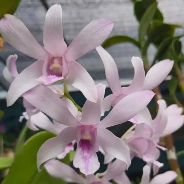 Dendrobium (DS-079)
