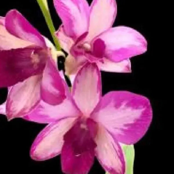 Dendrobium (DS-083)