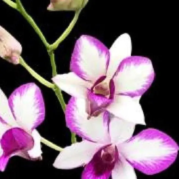 Dendrobium (DS-084)
