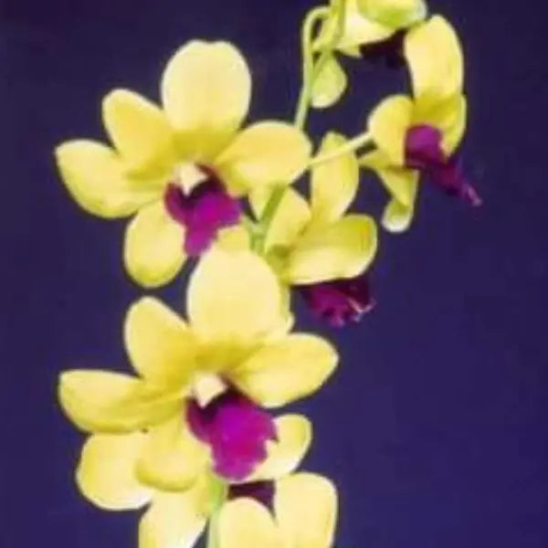 Dendrobium (DS-095)