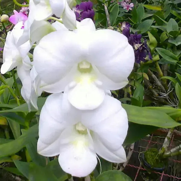 Dendrobium (DS-097)