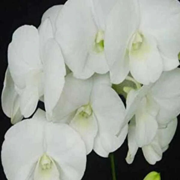 Dendrobium (DS-098)