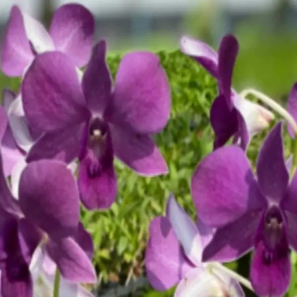 Dendrobium (DS-115)