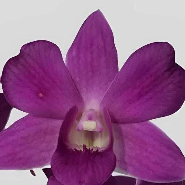 Dendrobium (DS-116)