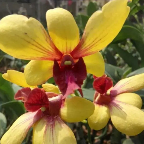 Dendrobium (DS-119)