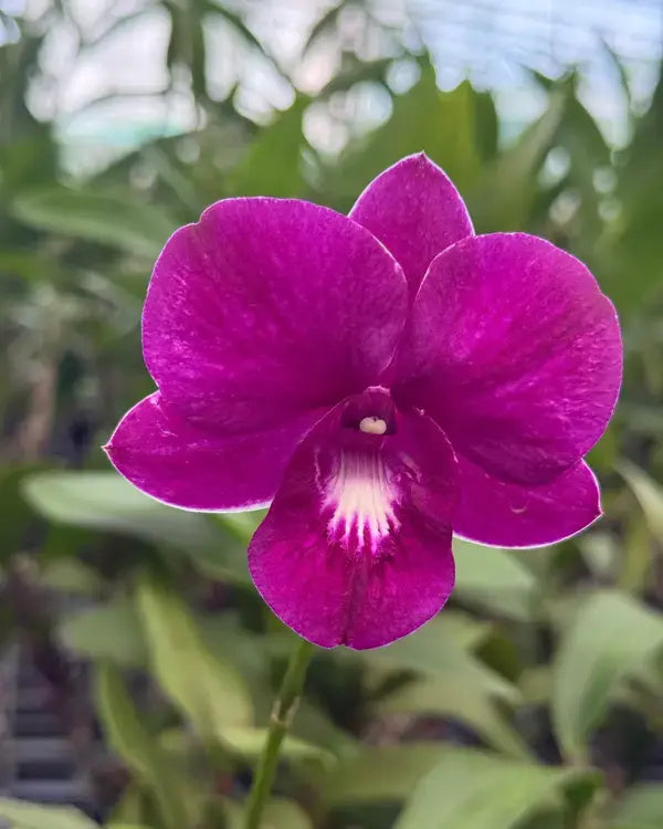 Dendrobium (DS-128)