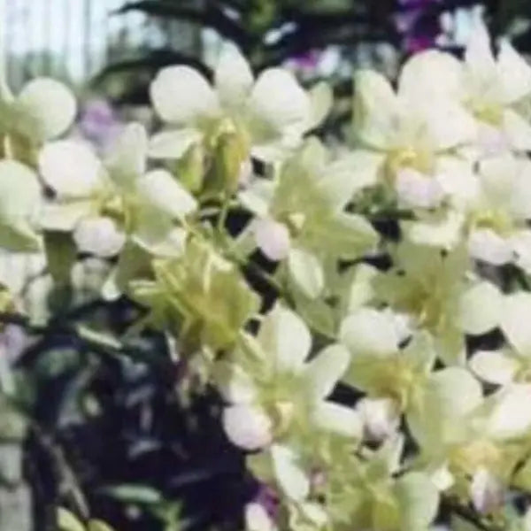 Dendrobium (DS-130)