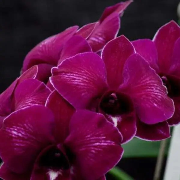 Dendrobium (DS-131)