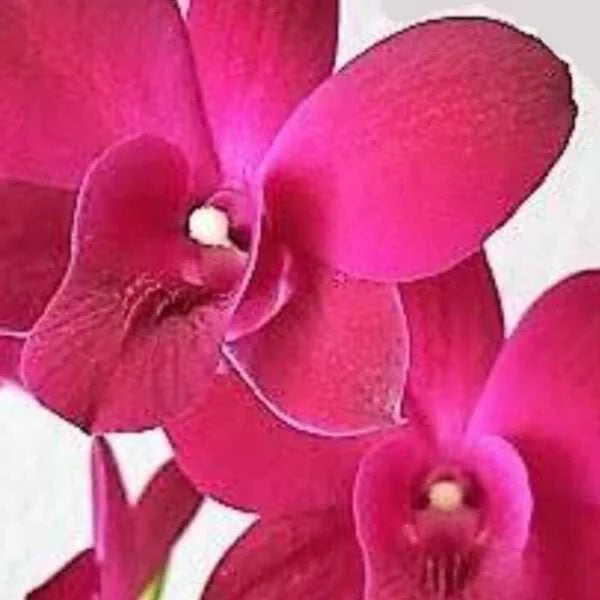 Dendrobium (DS-132)