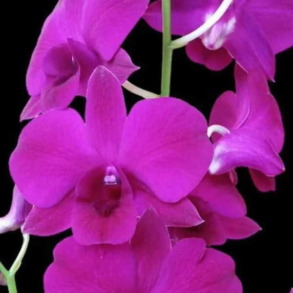 Dendrobium (DS-133)