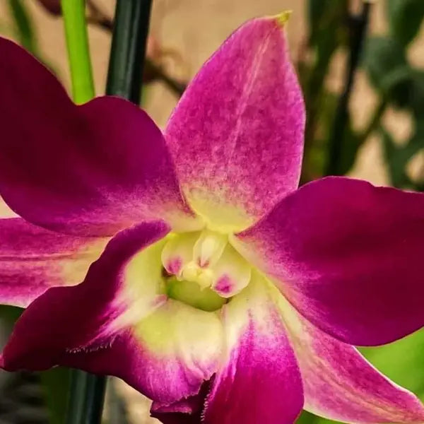 Dendrobium (DS-135)
