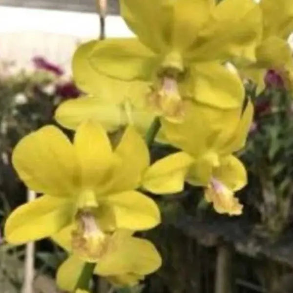 Dendrobium (DS-136)