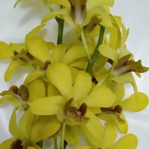 Dendrobium (DS-138)