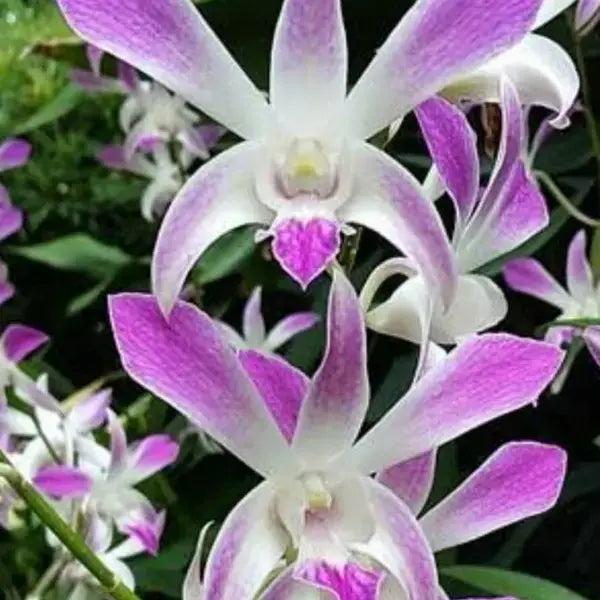 Dendrobium (DS-141)