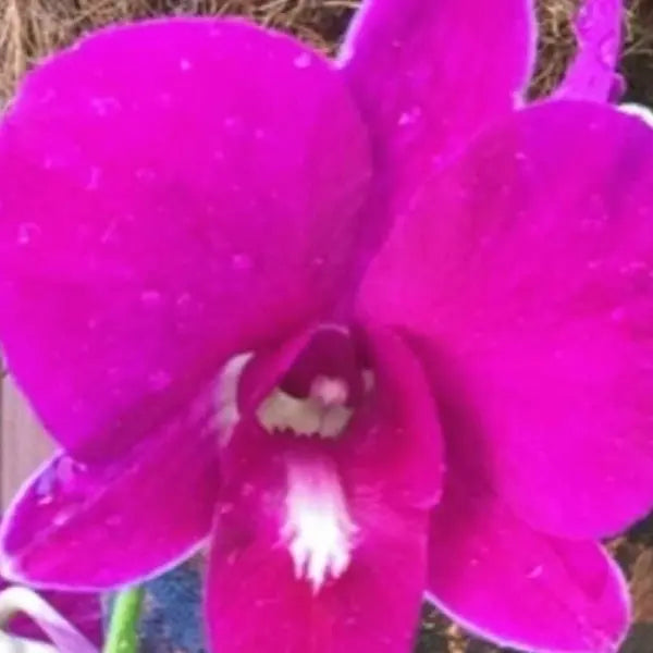 Dendrobium (DS-145)