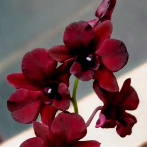 Dendrobium (DS-148)