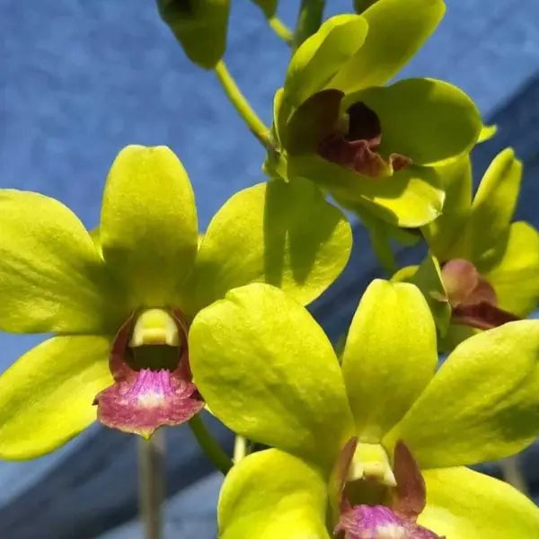 Dendrobium (DS-150)
