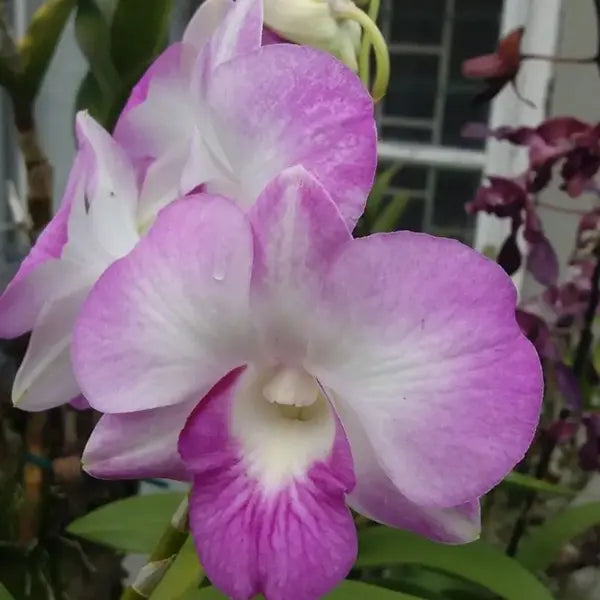 Dendrobium (DS-153)
