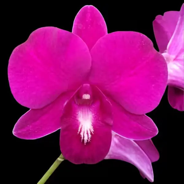 Dendrobium (DS-155)