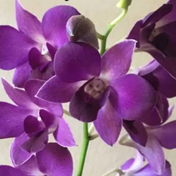 Dendrobium (DS-156)