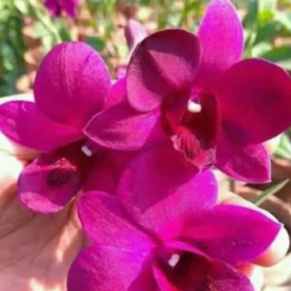 Dendrobium (DS-157)