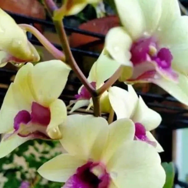 Dendrobium (DS-158)