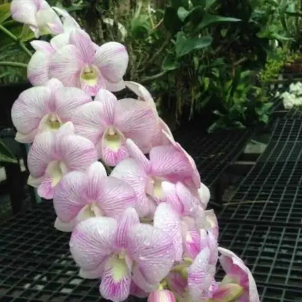 Dendrobium (DS-159)