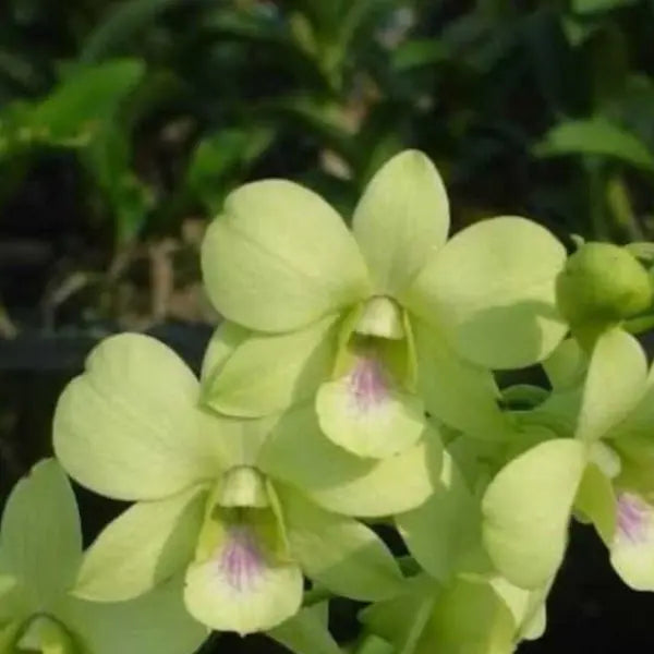 Dendrobium (DS-160)