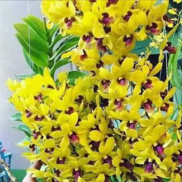 Dendrobium (DS-163)