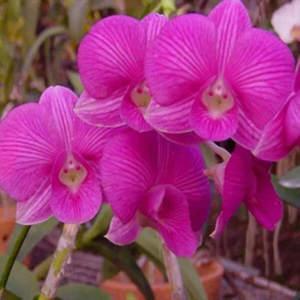 Dendrobium (DS-167)