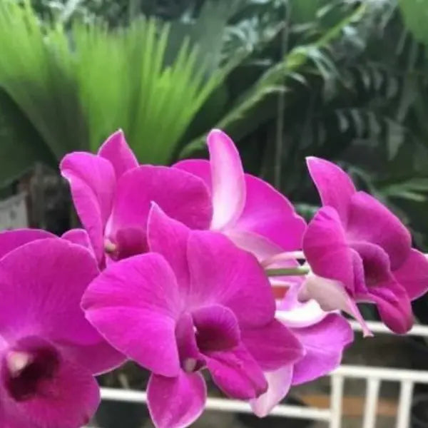 Dendrobium (DS-169)