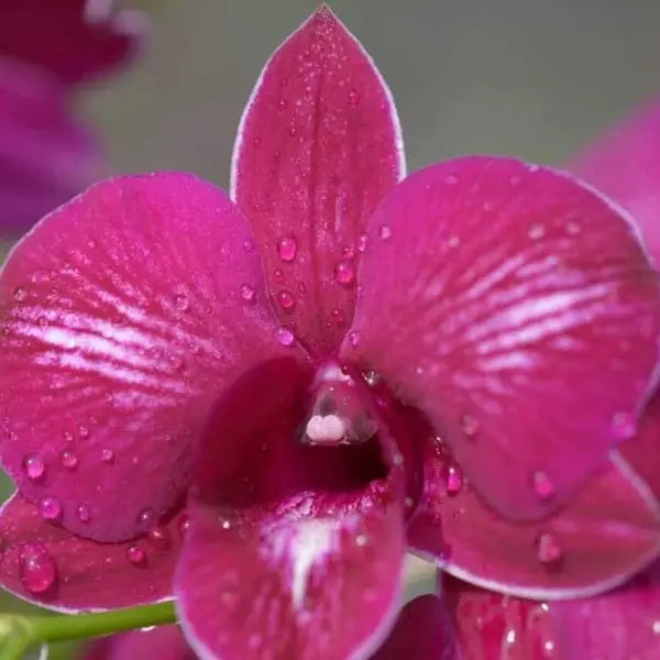 Dendrobium (DS-171)