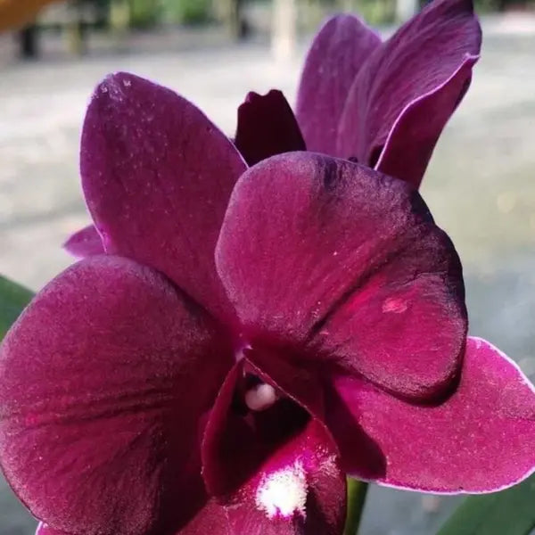 Dendrobium (DS-172)