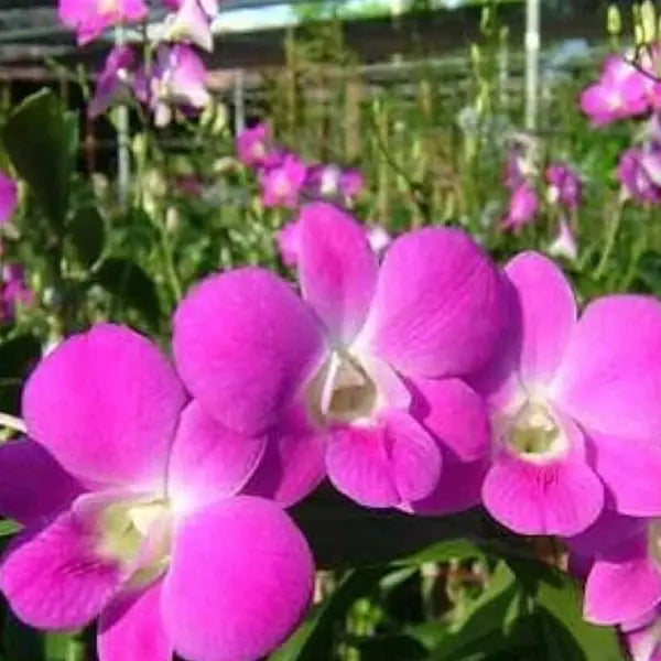 Dendrobium (DS-174)
