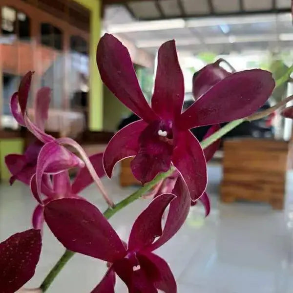 Dendrobium (DS-175)