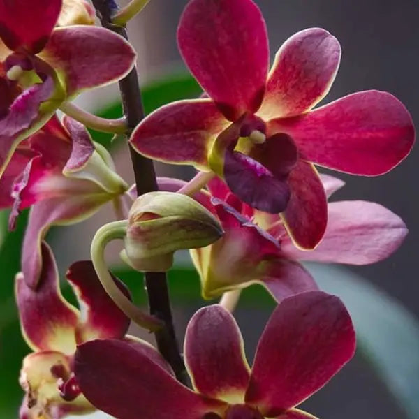 Dendrobium (DS-176)