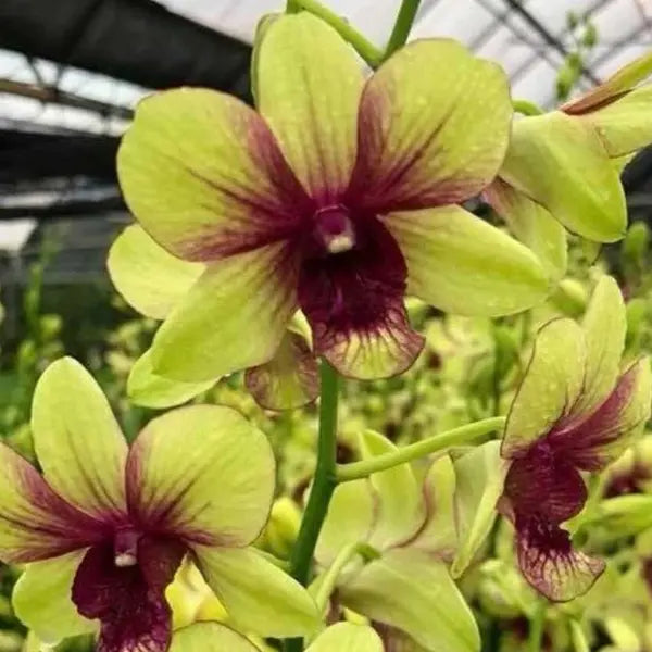 Dendrubium (DS-179)