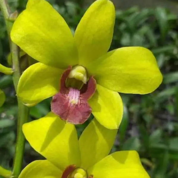 Dendrobium (DS-181)